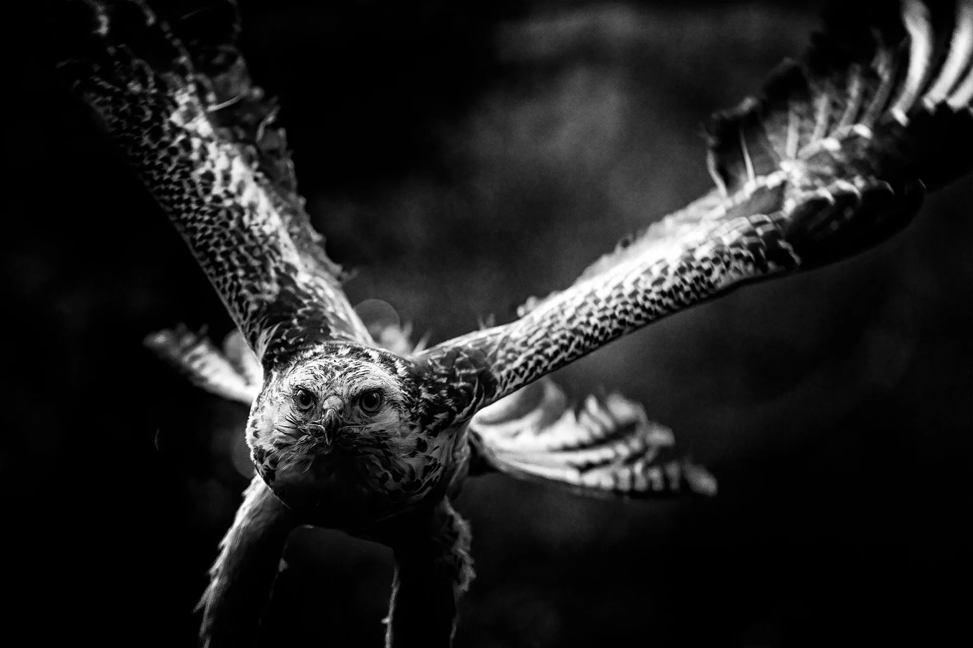 A raptor in flight, wings spread, banking toward the camera in black and white