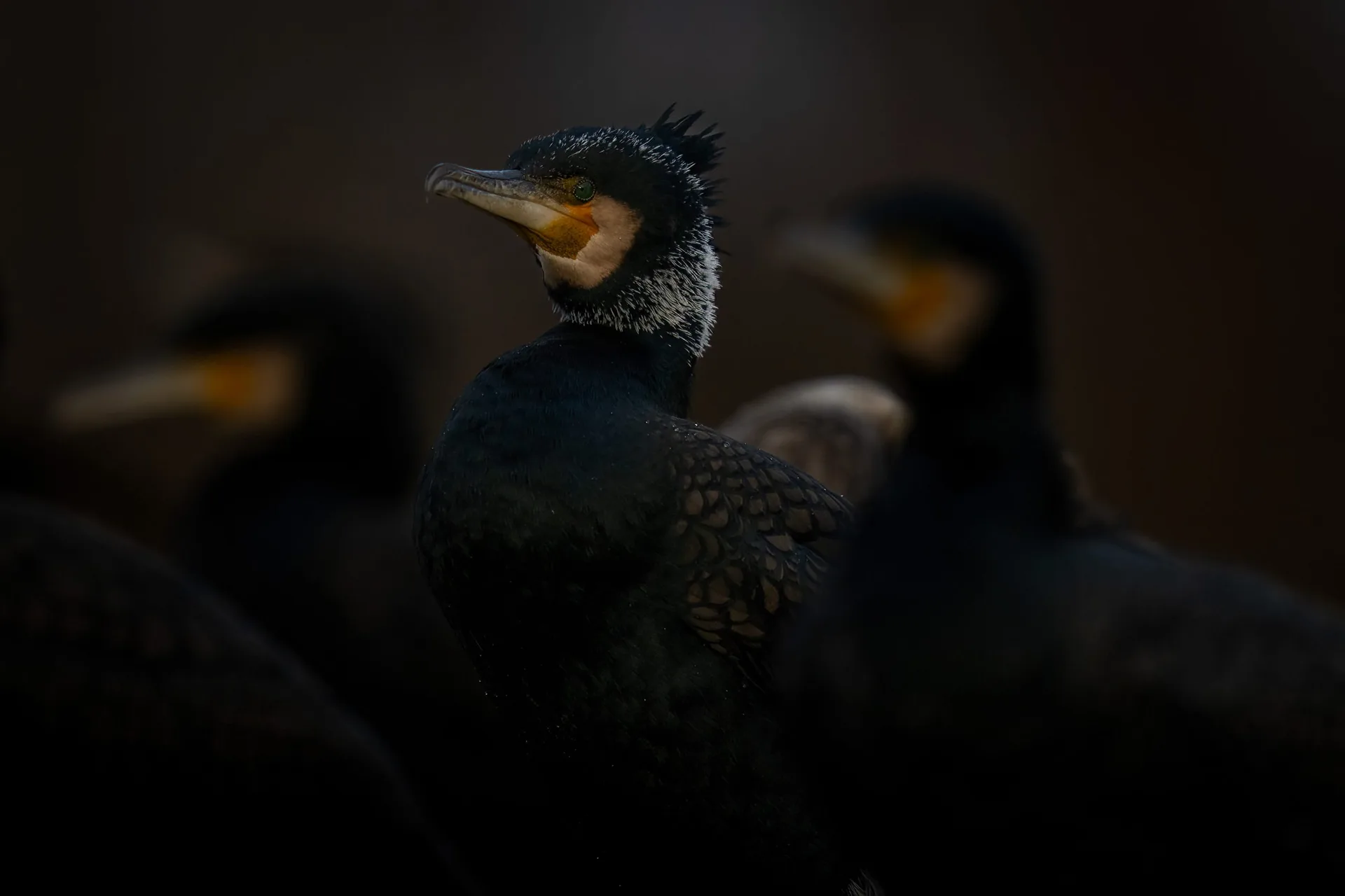 A great cormorant in low light among the flock, its orange throat catching the last warmth